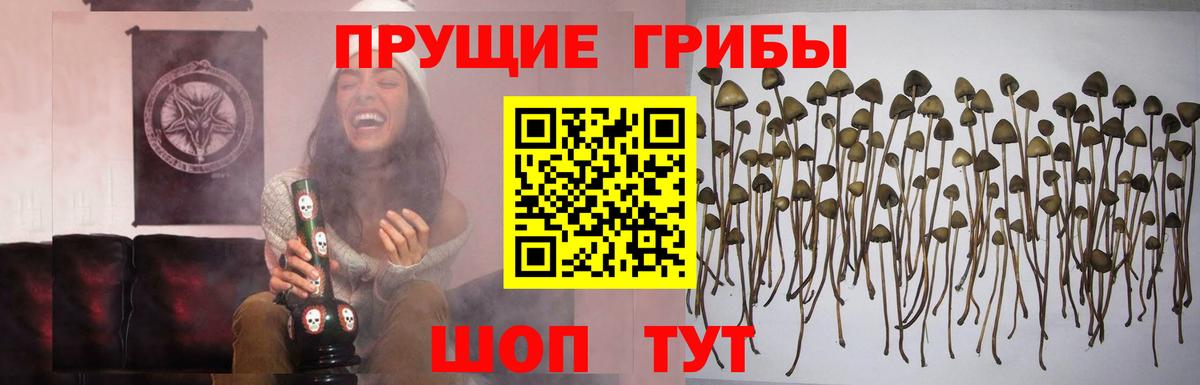 Псилоцибиновые грибы мицелий Дивногорск